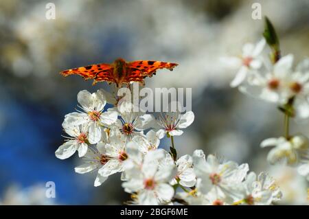 Hübsche orange Komma Schmetterling aalen aalen aalen auf einer weißen Kirschblüte im Frühjahr England Stockfoto