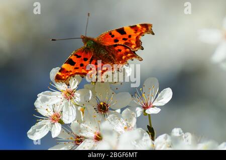 Hübsche orange Komma Schmetterling aalen aalen aalen auf einer weißen Kirschblüte im Frühjahr England Stockfoto