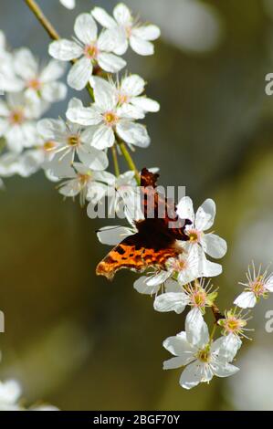 Hübsche orange Komma Schmetterling aalen aalen aalen auf einer weißen Kirschblüte im Frühjahr England Stockfoto