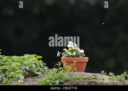 Terrakotta-Topf voll weißer und gelber Bratsche an einer Wand in einem Garten in England Stockfoto