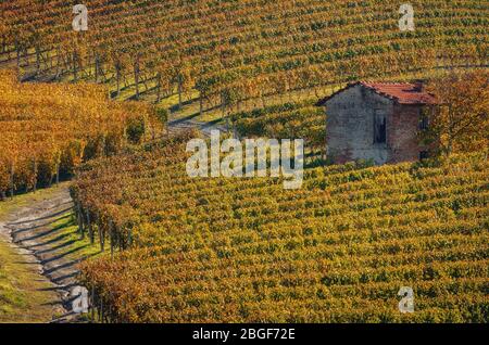 Herbstwanderung nach der Ernte auf den Wanderwegen zwischen den Reihen und Weinbergen der nebbiolo-Traube, in den Hügeln des Barolo Langhe, italienische Weingegend Stockfoto