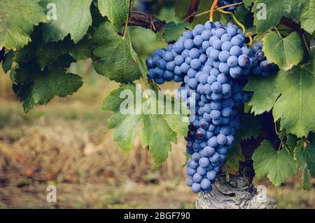 Weintraube nebbiolo in den Weinbergen von Barolo (Weinbaugebiet Langhe, Italien), im september vor der Ernte Stockfoto