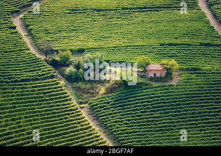 Weinberg von barolo (Weingebiet langhe, in Piemont, Italien), mit einem alten Werkzeugschuppen zwischen den Reben Reihen Stockfoto