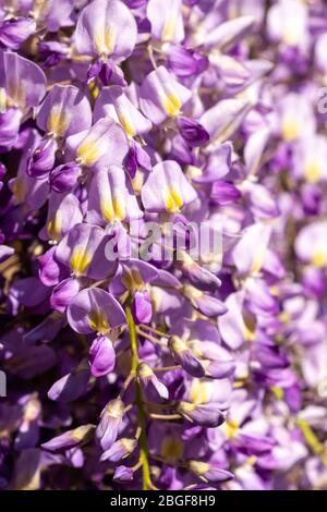 Lila Wisteria sinensis blüht im April, Hampshire, England, UK Stockfoto