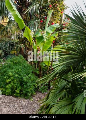 Auftauchende Blätter der winterharten Banane, Musa basjoo, werden von Acer palmatum dissectum und Chamerops humilis in einem Plymouth-Garten eingerahmt Stockfoto