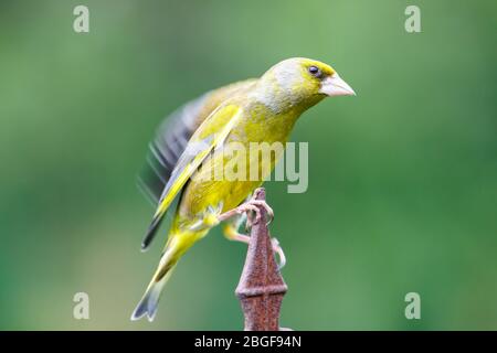 Grünfink (Chloris chloris) in englischer Garten, Großbritannien Stockfoto