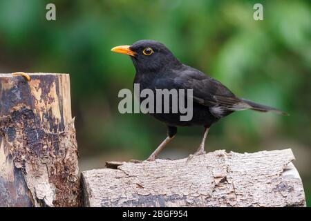 Ein männlicher Schwarzvogel (Turdus merula) steht auf einem Haufen Baumstämme in einem Garten in England, Großbritannien Stockfoto