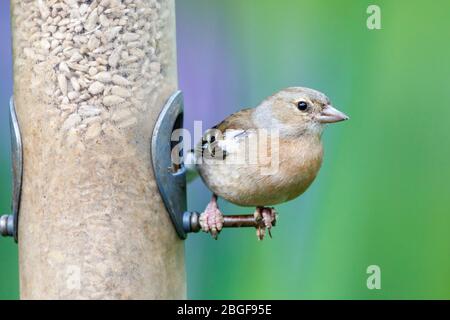 Weibliche Chaffinch ( Fringilla coelebs) leiden an Fringilla Papillomavirus, auf einem Vogelfutterhäuschen in einem Garten in England, Großbritannien Stockfoto