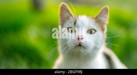 Weißes Katzengesicht Porträt Nahaufnahme auf lebhaft grünem Hintergrund im Garten. Stockfoto
