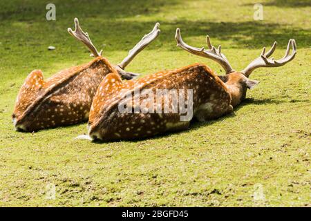 Im Sommer auf grünem Gras liegendes gesprenkeltes Hirsch Stockfoto