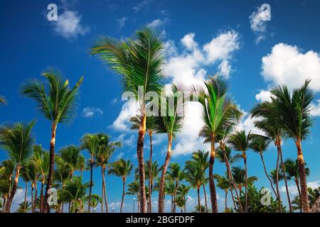 Palmenbaum und kky mit Wolken am tropischen Strand in Punta Cana, Dominikanische Republik Stockfoto
