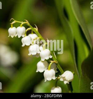 Convallaria majalis, Maiglöckchen-Nahaufnahme. Frühling, Großbritannien Stockfoto