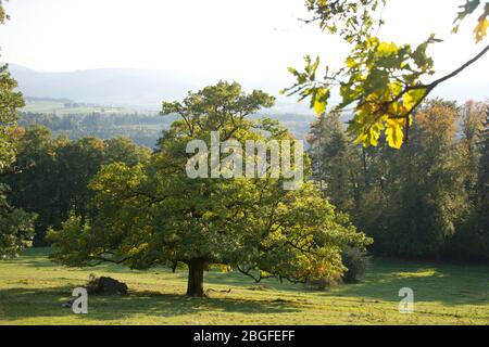 Riesige Eiche mit Aussicht über Laufental und Thierstein im Baselbieter Jura, Schweiz Stockfoto