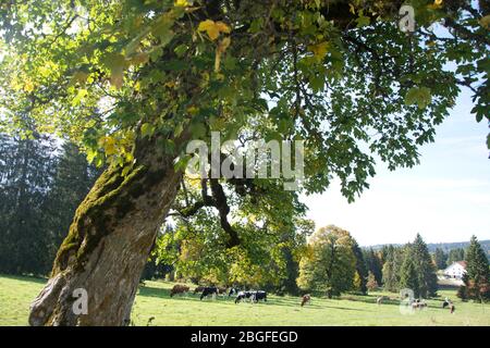 Riesiger Berg-Ahorn am Fuss des Mont-Soleil in den Schweizer Freibergen Stockfoto