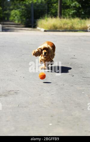 Englische Cocker Spaniel im Freien Stockfoto