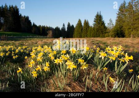 Blühende Gelbe Narzissen in einem Moor von nationaler Bedeutung auf den Freibergen im Schweizer Jura Stockfoto