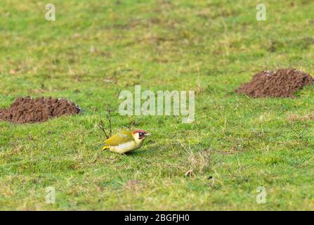 Männliche Grünspecht (Picus viridis), ant Larven unter dem Gras, Bodenham Herefordshire England UK. Januar 2019 Stockfoto