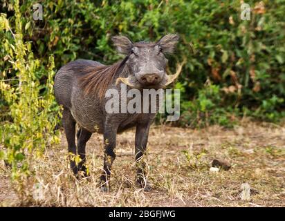 Ein warner junger Warthog duftet die Brise, um nach potenziellen Gefahren oder Gefahren zu suchen. Als ein tagnal Mitglied der Schweinefamilie sind sie intelligent und Cu Stockfoto