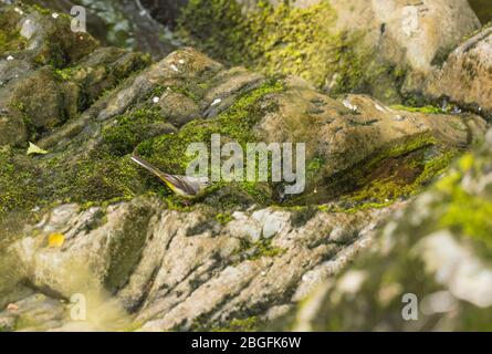 Graue Bachstelze (Motacilla cinerea) auf Felsen, Gilfach Nature Reserve Rhayader Mid Wales UK. Juli 2019 Stockfoto