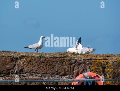 North Berwick, East Lothian, Schottland, Großbritannien, 21. April 2020. Zanken und Aggression zwischen Heringsmöwen (Larus argentatus) Stockfoto