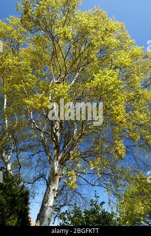 Silberne Birke im Frühling Stockfoto