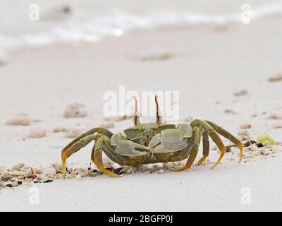 Horned Ghost Crab (ocypode ceratophthalma) Wizard Island, Cosmoledo Atoll, Seychellen Stockfoto