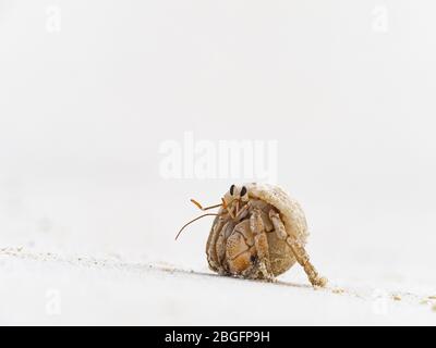 Einsiedler-Erdbeer-Krabbe Coenobita perlatus, juvenile, Wizard Island, Cosmoledo-Atoll, Seychellen Stockfoto