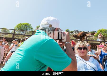 MALAGA, SPANIEN - 7. SEPTEMBER 2016: Fotografin, die lächelnde Frau bei der Ausstellung "Vögel der Beute" in der Costa del Sol in Benalmadena fotografiert Stockfoto