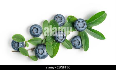 Frische Heidelbeere, Bio Heidelbeere, süße Beeren, frische Heidelbeeren, Makro-Schuss, gesunde Ernährung, reife Heidelbeeren, frische Heidelbeeren, Korb Stockfoto