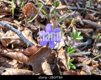 Im Wald, Böhmische schweiz, Natur, Outdoor Stockfoto