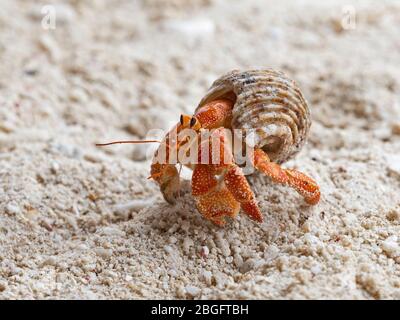 Stawberry Hermit Crab Coenobita perlatus Wizard Island, Cosmoledo Atoll, Seychellen Stockfoto