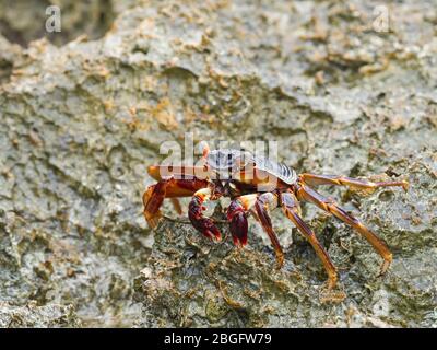 Natal Lightfoot Crab (Grapsus tenuicrustatus) Wizard Island, Cosmoledo Atoll, Seychellen Stockfoto