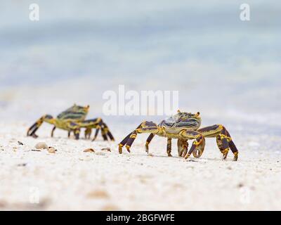 Natal Lightfoot Crab (Grapsus tenuicrustatus) Wizard Island, Cosmoledo Atoll, Seychellen Stockfoto