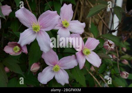 Schönes Bild von rosa Clematis Busch im Frühjahr Stockfoto