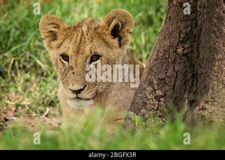 Löwenjunge sieht süß aus, Maasai Mara, Kenia Stockfoto