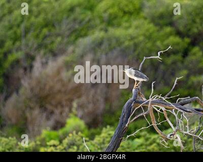 Gestreift (Green-Backed) Heron Butorides striata degens, Seychellen Rasse, Alphonse Atoll, Seychellen Stockfoto