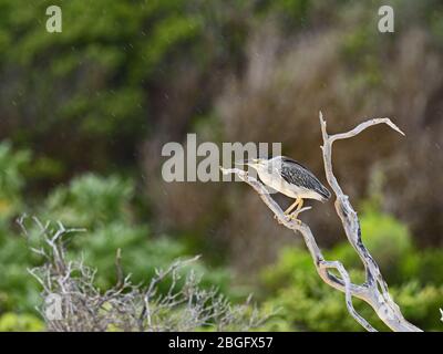 Gestreift (Green-Backed) Heron Butorides striata degens, Seychellen Rasse, Alphonse Atoll, Seychellen Stockfoto