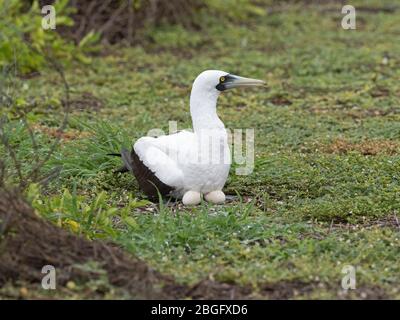 Masked booby Sula dactylatra adult inkubieren Eier auf Nest, Wizard Island, Cosmoledo Atoll. Seychellen Stockfoto