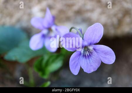 Wilde lila Veilchen im Garten, Frühling Veilchen mit zarten Blütenblättern und grünen Blättern, lila Veilchen mit Steinwand Hintergrund, Makro, Blumenfoto Stockfoto