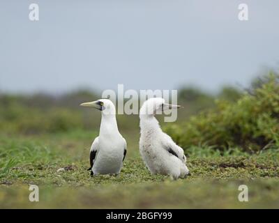 Masked booby Sula dactylatra Erwachsene und gut erwachsen jung, Wizard Island, Cosmoledo Atoll. Seychellen Stockfoto