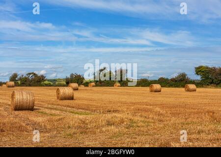 Feld von goldenem Heu stapelt unter blauem Sommerhimmel. Landschaft von runden Heuballen, landwirtschaftliche Ernte im Sommer in Irland Stockfoto