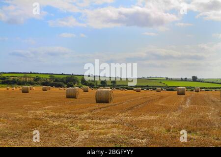 Irische Landschaft mit Wiese mit goldenen Heuballen unter blauem Himmel. Ernte im Sommer in Irland mit grünen Weiden in der Ferne Stockfoto