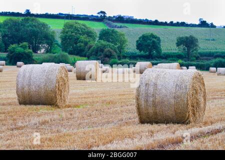 Haystacks in bebauter Feld in Irland. Landschaft der landwirtschaftlichen Ernte von Heuballen auf irischen Landwirtschaftlichen Bauernhof. Stroh als Winterfutter zu verwenden. Stockfoto