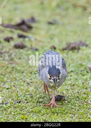 Gestreift (Green-Backed) Heron Butorides striata degens, Seychellen Rasse, Alphonse Atoll, Seychellen Stockfoto