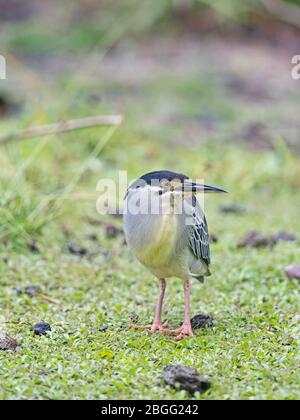 Gestreift (Green-Backed) Heron Butorides striata degens, Seychellen Rasse, Alphonse Atoll, Seychellen Stockfoto