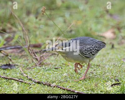 Gestreift (Green-Backed) Heron Butorides striata degens, Seychellen Rasse, Alphonse Atoll, Seychellen Stockfoto