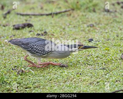 Gestreift (Green-Backed) Heron Butorides striata degens, Seychellen Rasse, Alphonse Atoll, Seychellen Stockfoto