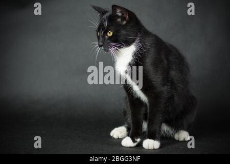 Schwarz-weiße Katze sitzend - schwarzer Hintergrund Stockfoto