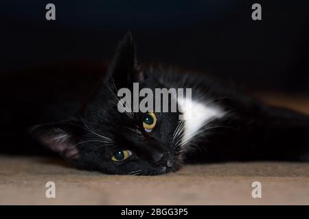Schwarz-weiße Katze auf einem beigen Teppich - Nahaufnahme Stockfoto