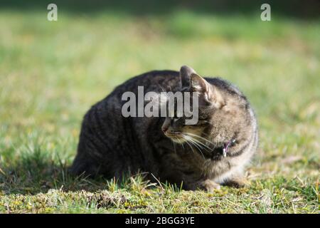 Gestreifte graue gestromte Katze auf dem Gras liegend, wachsam Stockfoto